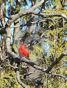 Cardinal in Cedar