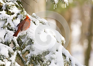 Cardinal in an evergreen