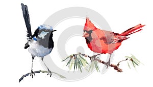 Cardinal and Fairy Wren Birds Watercolor Illustration Set Hand Drawn