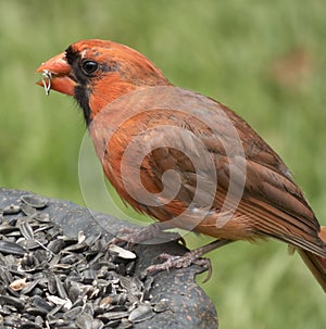 Cardinal Feeding