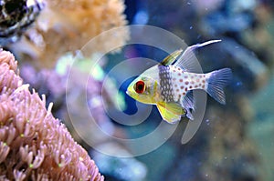 Cardinal fish