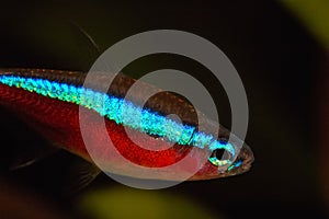 Cardinal fish aquarium