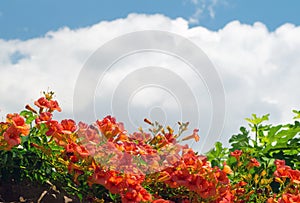 Cardinal flower on blue sky