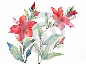 Cardinal Flower colorful flower watercolor isolated on white background