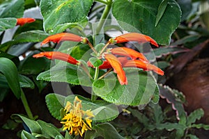 Cardinal flower (Gesneria cardinalis or Sinningia cardinalis), Gesneriaceae