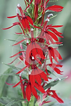 Close-up image of Cardinal flower