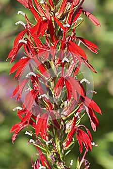 Close-up image of Cardinal flower