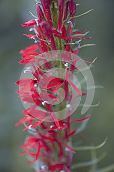 Close-up image of Cardinal flower