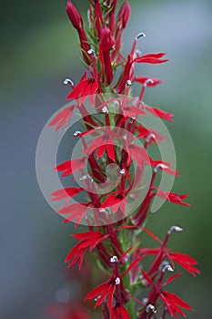 Close-up image of Cardinal flower