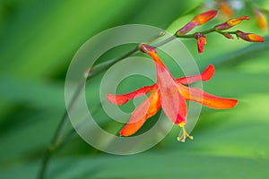 Cardinal Flower, Lobelia cardinalis