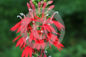 Cardinal Flower