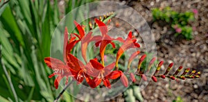 Cardinal Flower â€“ Lobelia cardinalis