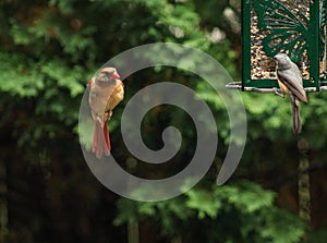 Cardinal Fly By