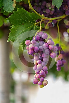 Cardinal grape