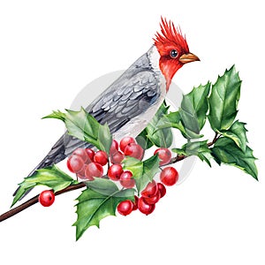 Cardinal and holly branch, watercolor bird illustration. Hand Painted Illustration isolated on white background