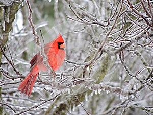 Cardinal on icy redbud tree