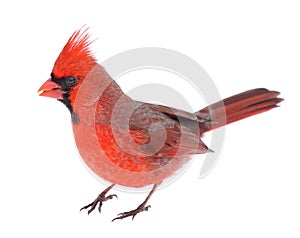 Cardinal Isolated photo