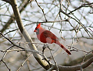 Cardinal in a Leafless Tree