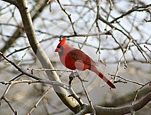 Cardinal in a Leafless Tree photo