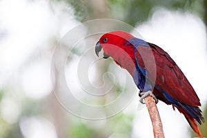 Cardinal Lory