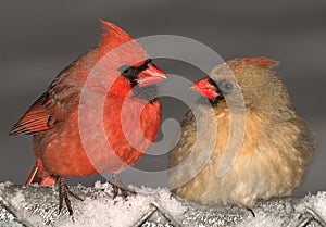 Cardinal love photo