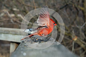 Cardinal Male