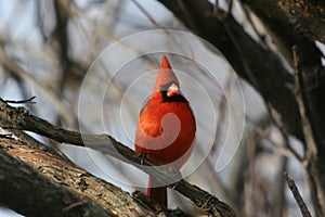 Cardinal Male on a Branch