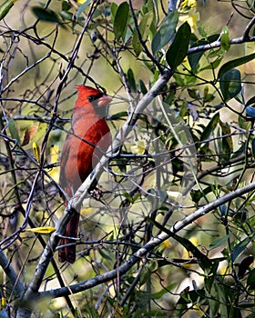 Cardinal Male Stock Photos. Image. Portrait. Picture. Perched. Yellow flowers and foliage