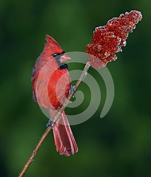 Cardinal male on a sumac branch