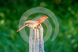 Cardinal mates in eummer