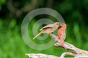 Cardinal mates fighting on driftwood