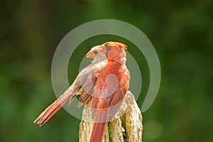 Cardinal mates on perch listen