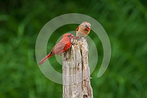 Cardinal mates perched on wooden post