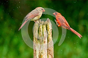 Cardinal mates on post getting near to eachother