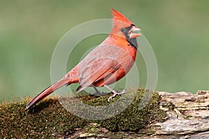 Cardinal On A Perch with Moss