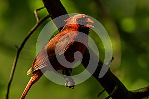 Cardinal Perched