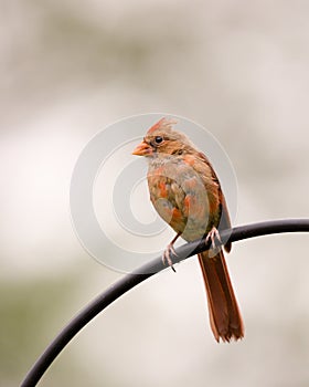 Cardinal Perched on Bar