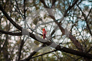 Cardinal perched on a brach in a tree