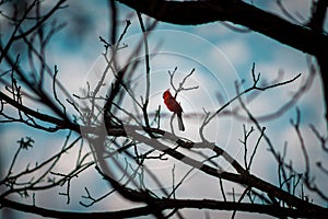 Cardinal perched on a brach in a tree on a cloudy spring day in Grand Rapids Michigan