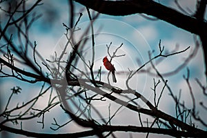 Cardinal perched on a brach in a tree on a cloudy spring day in Grand Rapids Michigan photo