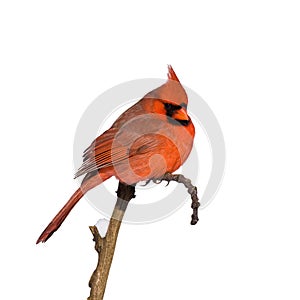 Cardinal perched on a branch