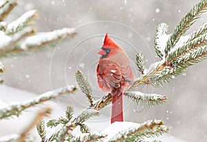 Cardinal perched in a pine tree in winter