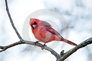 cardinal perched on tree branch