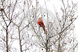 Cardinal perched tree branches in the fall. Georgia