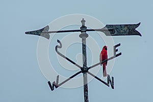 A Cardinal Perching on a Weathervane