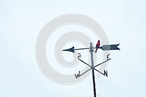 A Cardinal Perching on a Weathervane