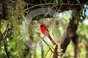 Cardinal Red Bird on a Tree Limb photo