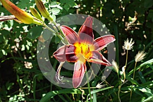 Cardinal red flower of Hemerocallis fulva