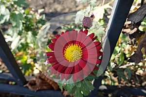 Cardinal red and yellow flower of Chrysanthemum in November