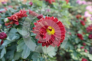 Cardinal red and yellow flower of Chrysanthemum in October